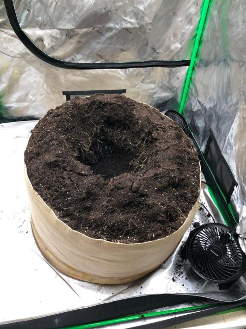 Mexican Sativa Kannabaia Indoor Summer. Week 8