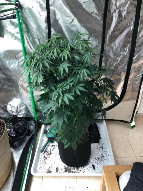 Mexican Sativa Kannabaia Indoor Summer. Week 8