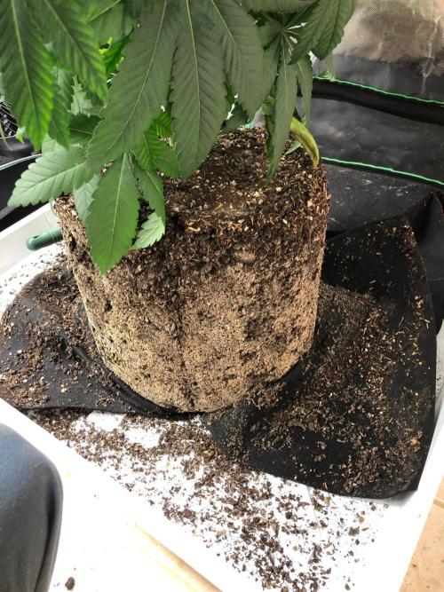 Mexican Sativa Kannabaia Indoor Summer. Week 8