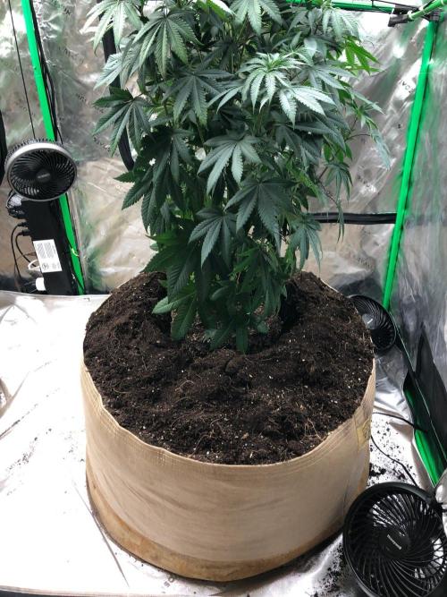 Mexican Sativa Kannabaia Indoor Summer. Week 8