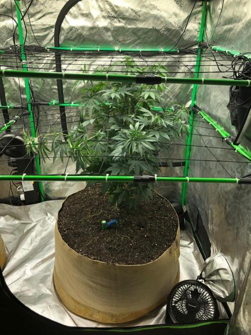 Mexican Sativa Kannabaia Indoor Summer. Week 8