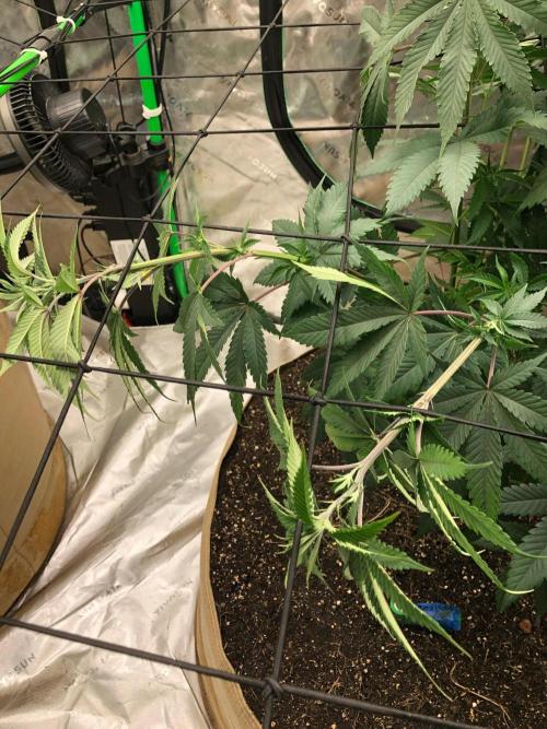 Mexican Sativa Kannabaia Indoor Summer. Week 8