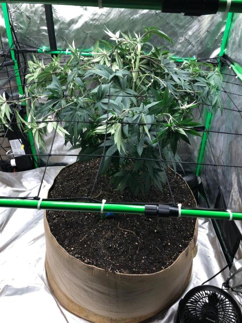 Mexican Sativa Kannabaia Indoor Summer. Week 8