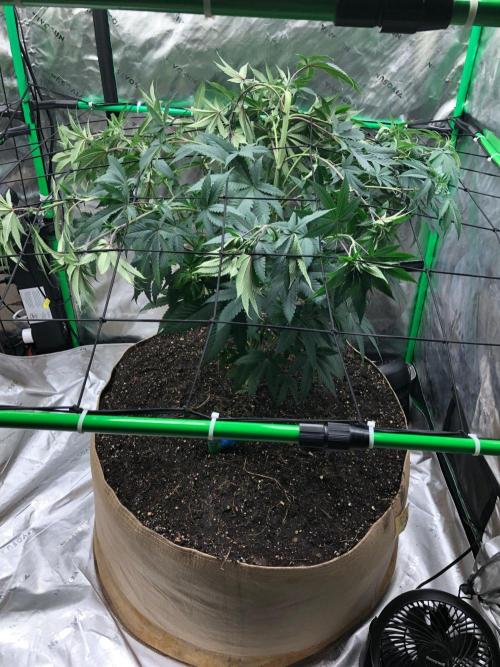 Mexican Sativa Kannabaia Indoor Summer. Week 8