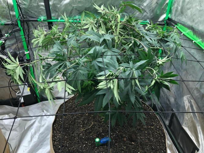 Mexican Sativa Kannabaia Indoor Summer. Week 8