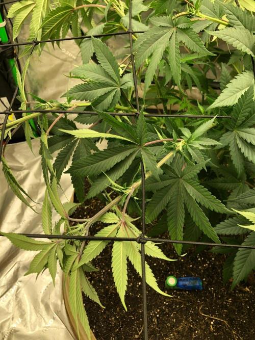 Mexican Sativa Kannabaia Indoor Summer. Week 8