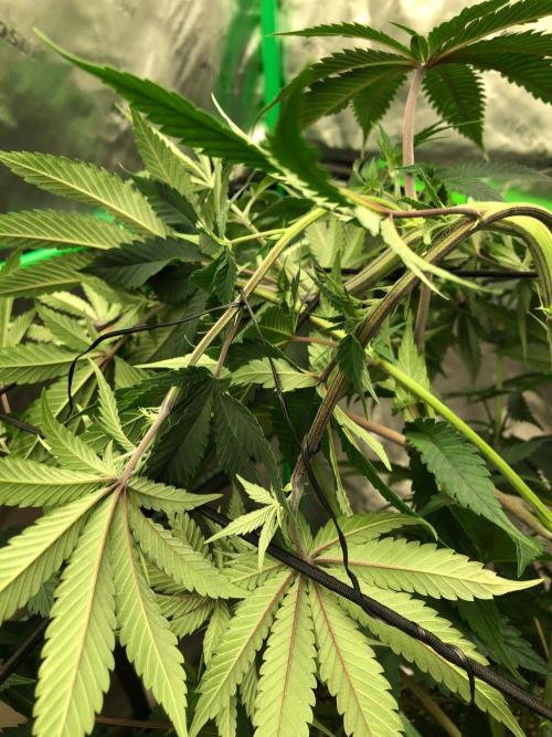 Mexican Sativa Kannabaia Indoor Summer. Week 8