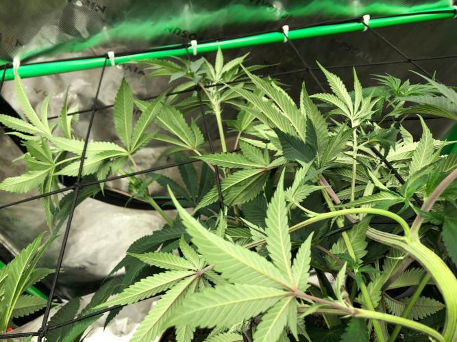 Mexican Sativa Kannabaia Indoor Summer. Week 8