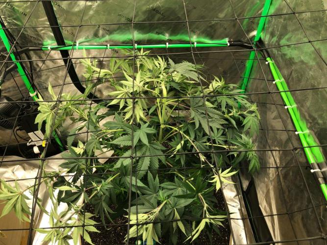 Mexican Sativa Kannabaia Indoor Summer. Week 8