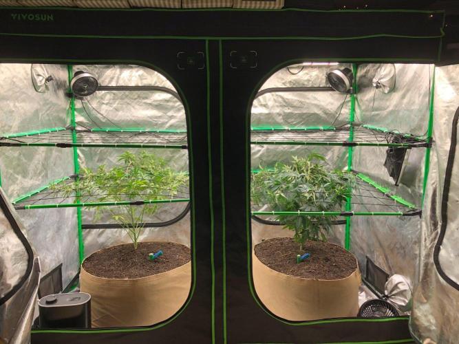 Mexican Sativa Kannabaia Indoor Summer. Week 8