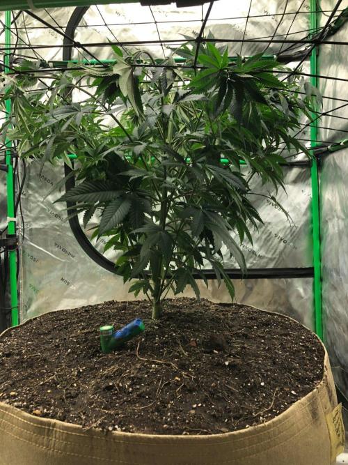 Mexican Sativa Kannabaia Indoor Summer. Week 8