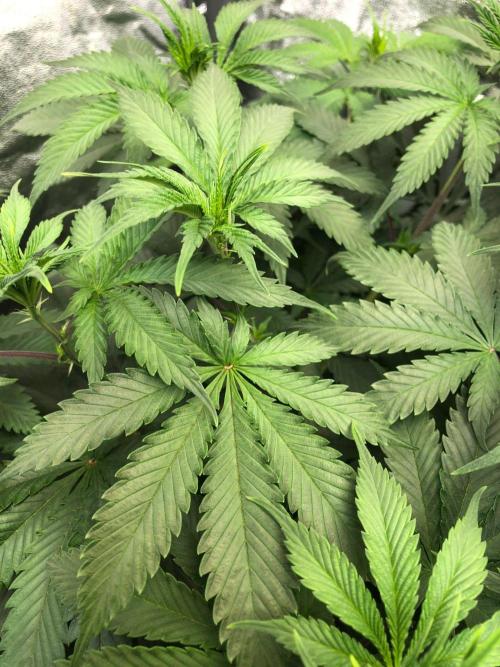 Silver Widow Kannabaia Indoor Summer. Week 8