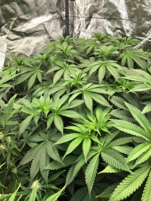 Silver Widow Kannabaia Indoor Summer. Week 8