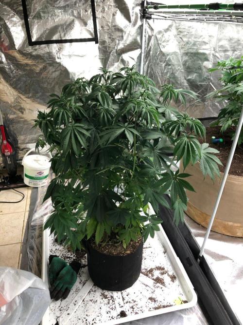 Silver Widow Kannabaia Indoor Summer. Week 8