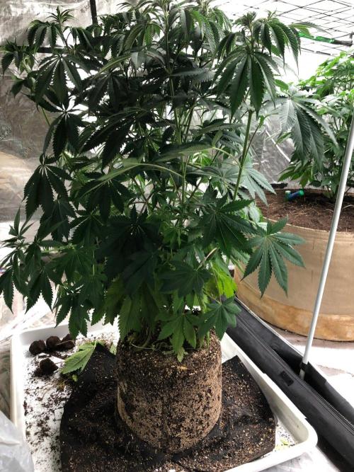 Silver Widow Kannabaia Indoor Summer. Week 8