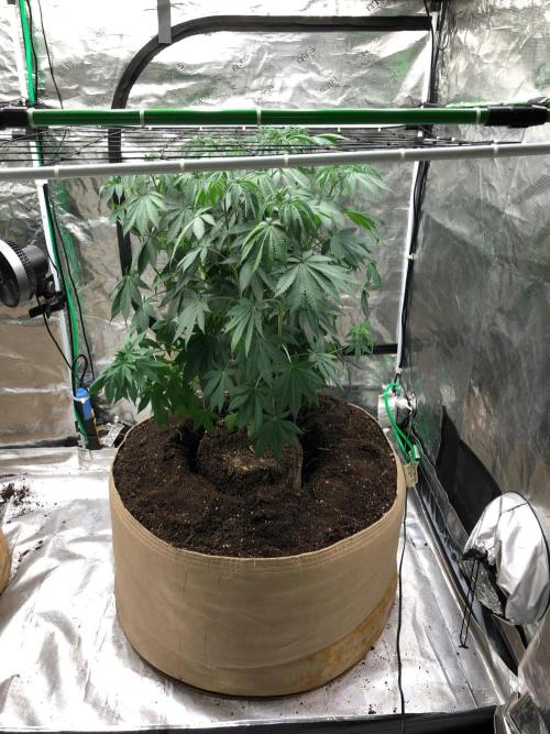 Silver Widow Kannabaia Indoor Summer. Week 8