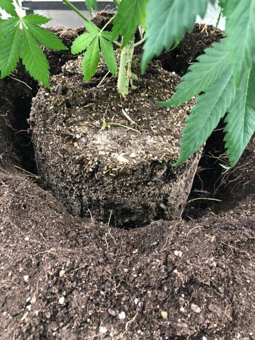 Silver Widow Kannabaia Indoor Summer. Week 8