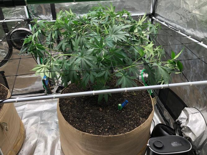 Silver Widow Kannabaia Indoor Summer. Week 8