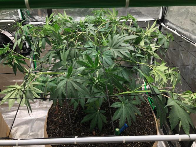 Silver Widow Kannabaia Indoor Summer. Week 8