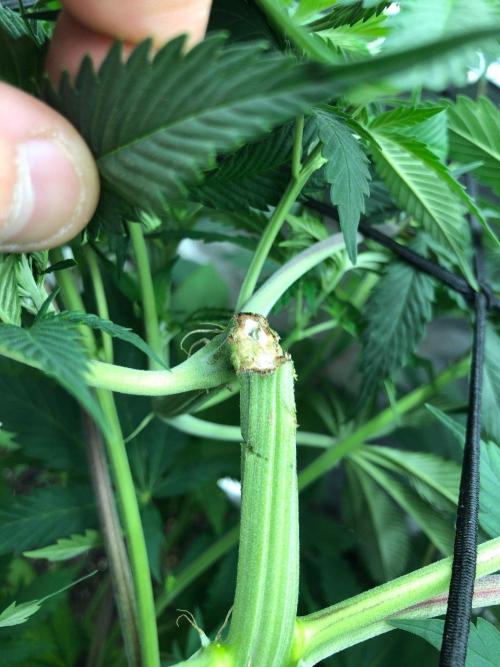 Silver Widow Kannabaia Indoor Summer. Week 8