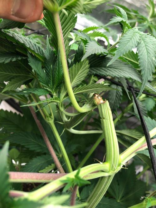 Silver Widow Kannabaia Indoor Summer. Week 8