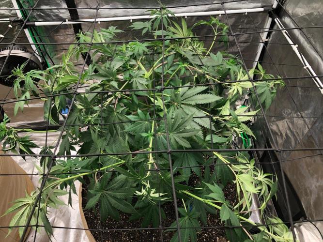 Silver Widow Kannabaia Indoor Summer. Week 8