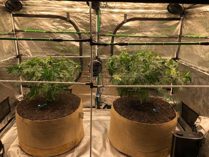 Silver Widow Kannabaia Indoor Summer. Week 8