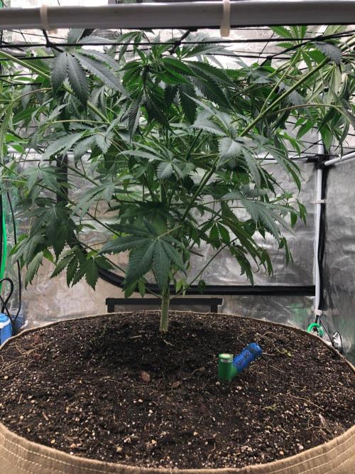 Silver Widow Kannabaia Indoor Summer. Week 8