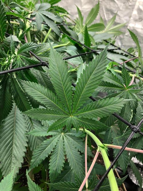 Silver Widow Kannabaia Indoor Summer. Week 8