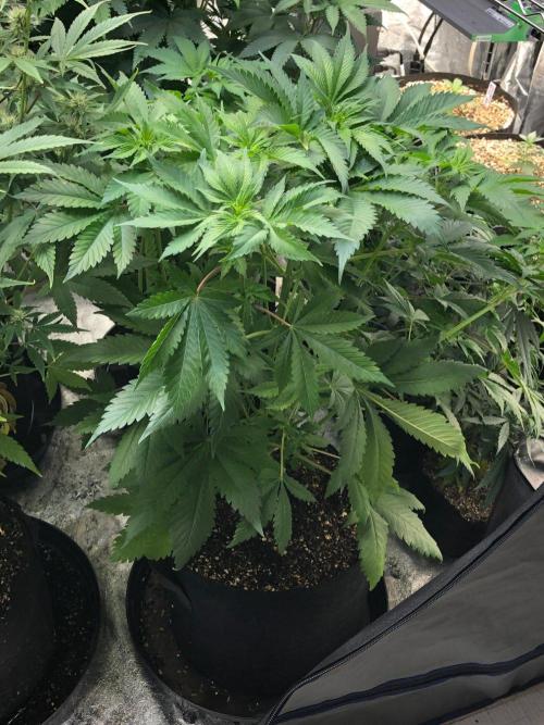 Lemonchello Haze Seedsman Indoor Summer. Week 7