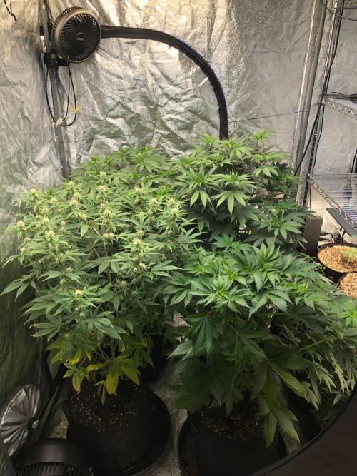 Lemonchello Haze Seedsman Indoor Summer. Week 7