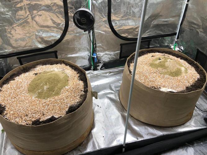 Lemonchello Haze Seedsman Indoor Summer. Week 7