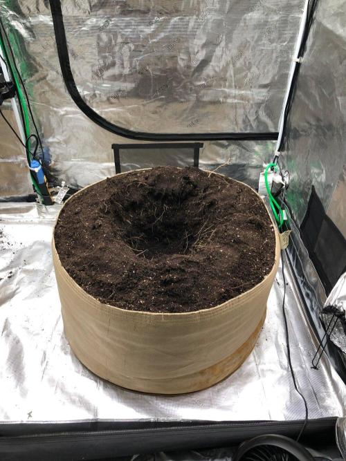 Lemonchello Haze Seedsman Indoor Summer. Week 7