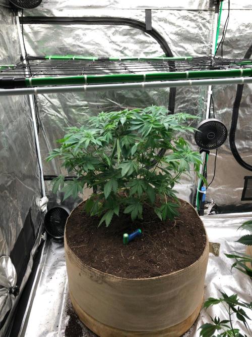 Lemonchello Haze Seedsman Indoor Summer. Week 7