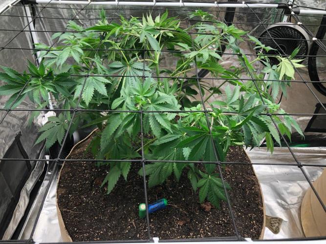 Lemonchello Haze Seedsman Indoor Summer. Week 7