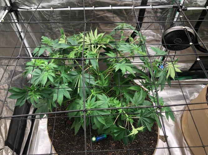 Lemonchello Haze Seedsman Indoor Summer. Week 7