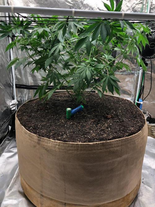 Lemonchello Haze Seedsman Indoor Summer. Week 7