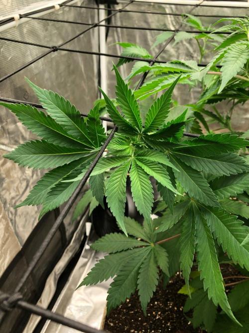 Lemonchello Haze. Week 7