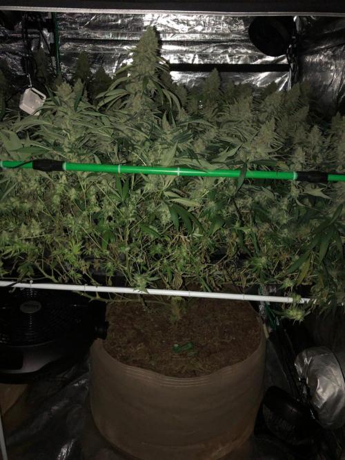 White Domina Kannabia Indoor Spring 26. Week 18