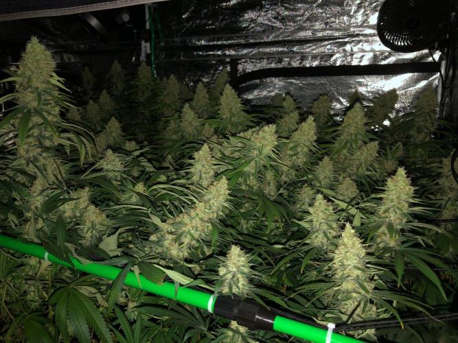 White Domina Kannabia Indoor Spring 26. Week 18