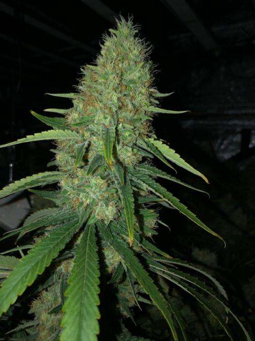 White Domina Kannabia Indoor Spring 26. Week 18