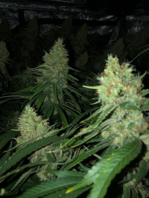 White Domina Kannabia Indoor Spring 26. Week 18