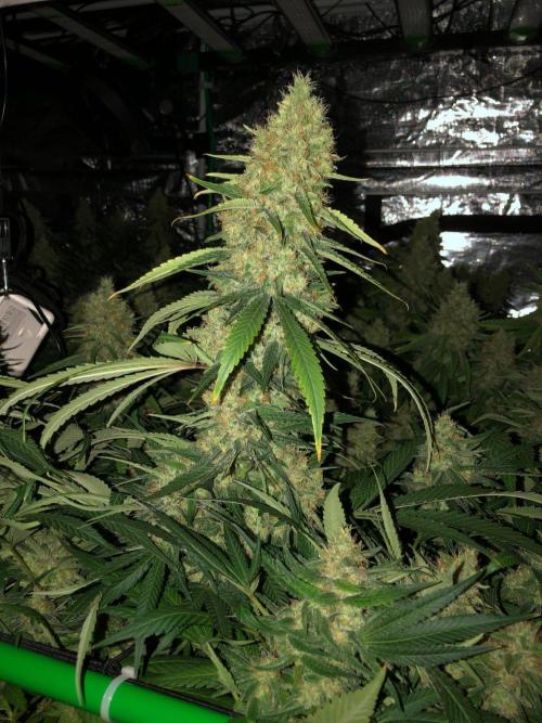 White Domina Kannabia Indoor Spring 26. Week 18