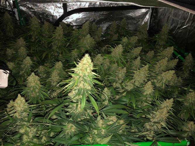 White Domina Kannabia Indoor Spring 26. Week 18