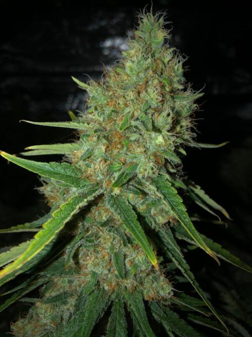 White Domina Kannabia Indoor Spring 26. Week 18