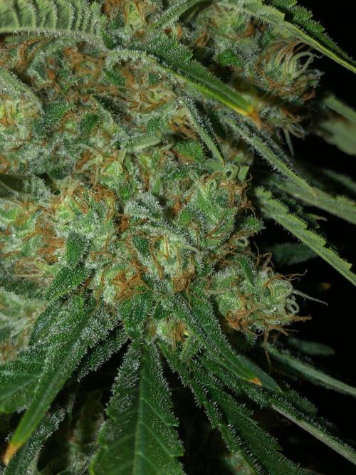 White Domina Kannabia Indoor Spring 26. Week 18