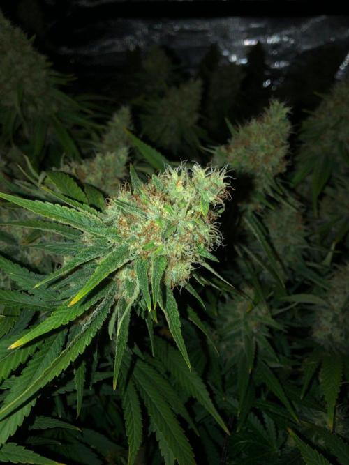 White Domina Kannabia Indoor Spring 26. Week 18
