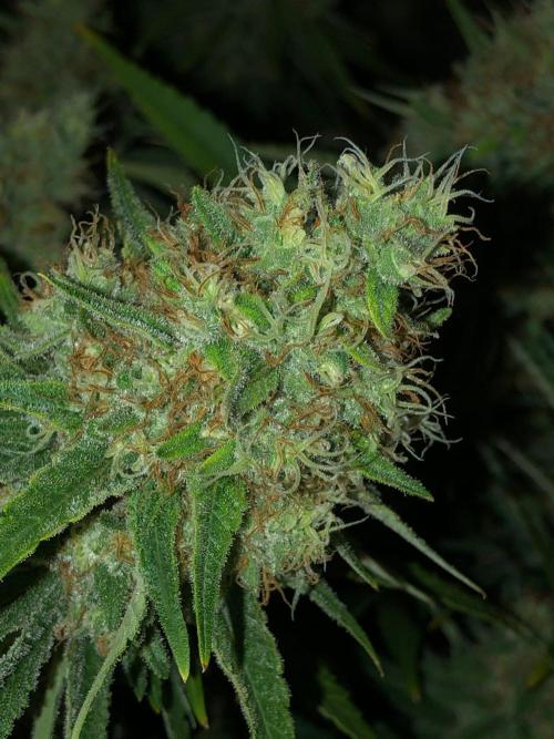 White Domina Kannabia Indoor Spring 26. Week 18