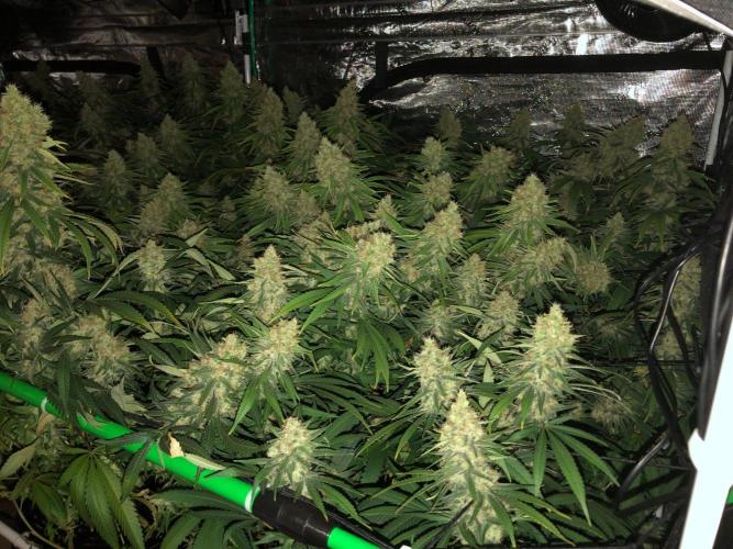 White Domina Kannabia Indoor Spring 26. Week 18