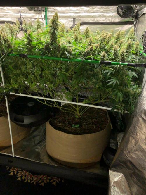 White Domina Kannabia Indoor Spring 26. Week 18